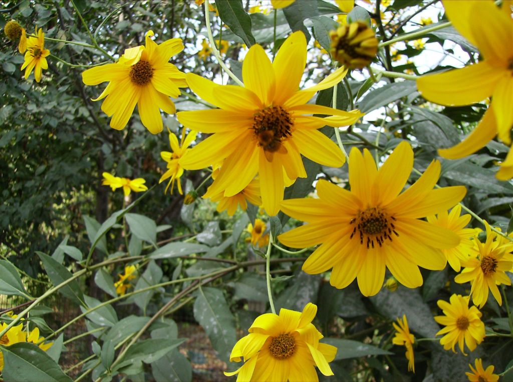 Helianthus tuberosus